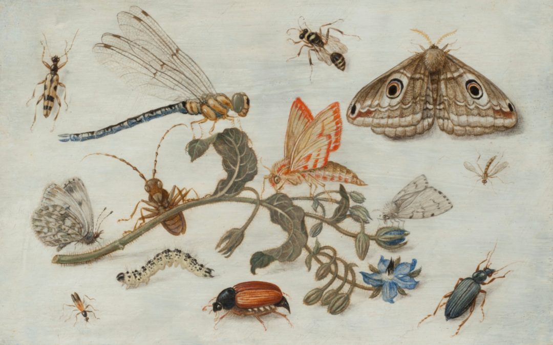 March’s Picture – Jan van Kessel the Elder